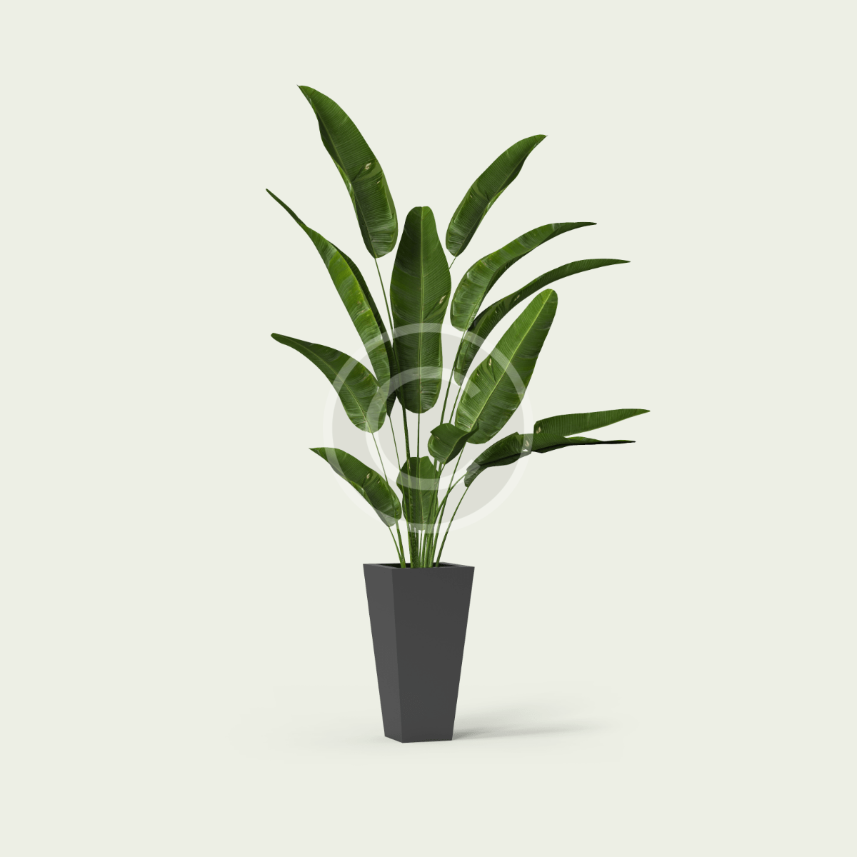 Ficus Tineke - Image 2